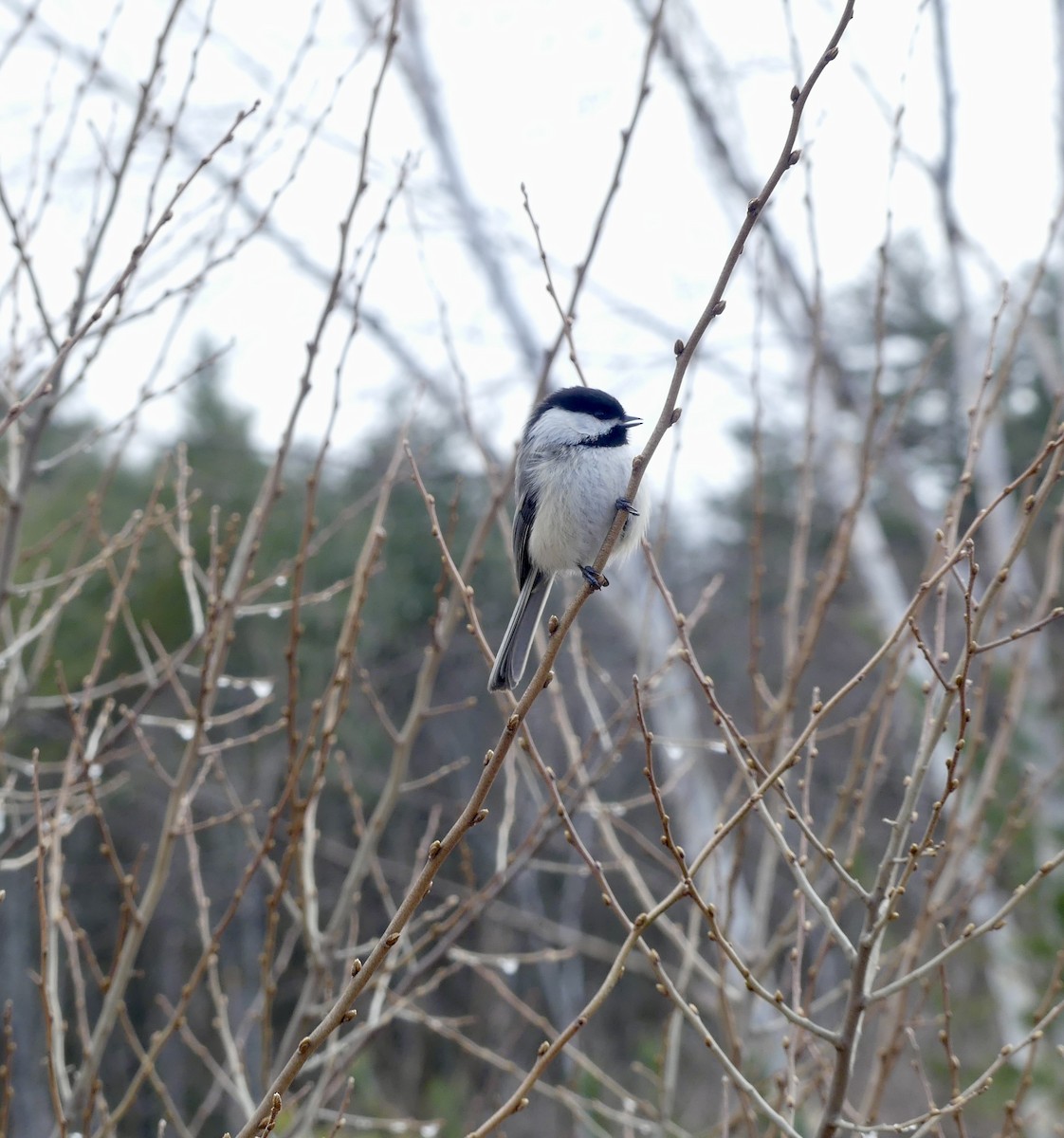 Black-capped Chickadee - ML633457117