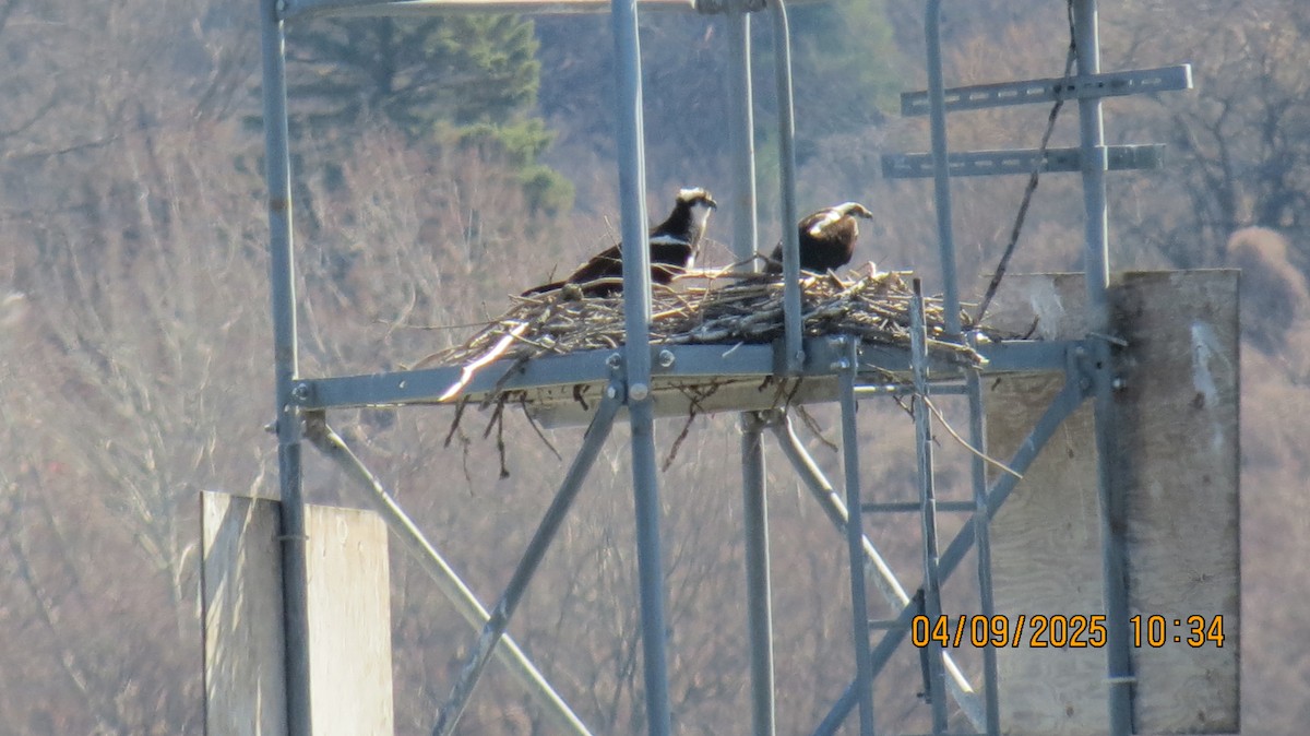 Falco pescatore - ML633457158