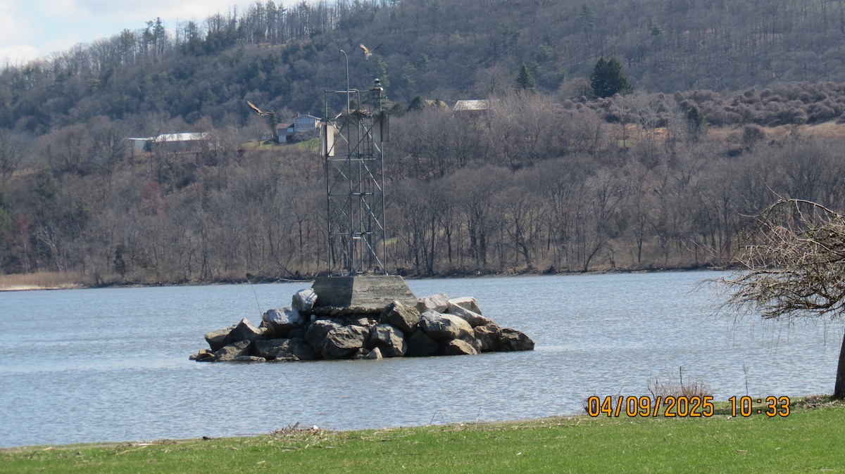 Falco pescatore - ML633457159