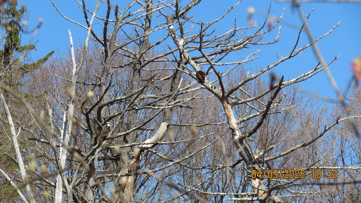 Falco pescatore - ML633457160