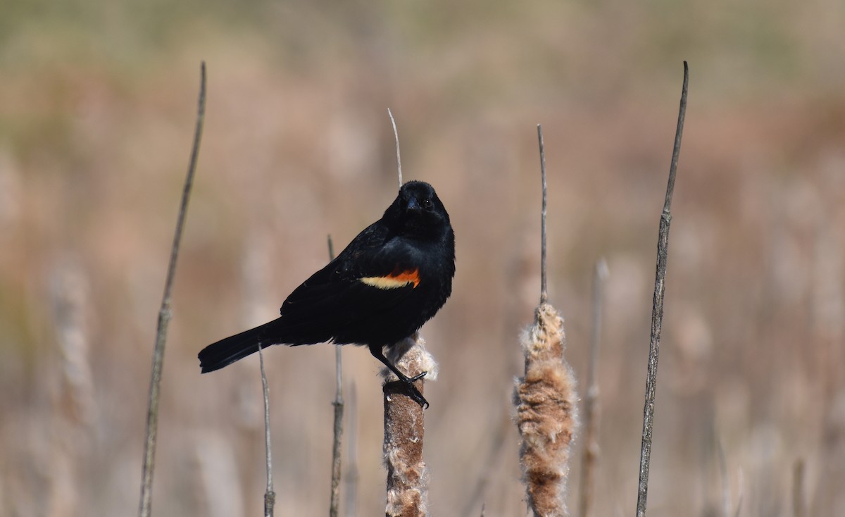 Red-winged Blackbird (Red-winged) - ML633457245