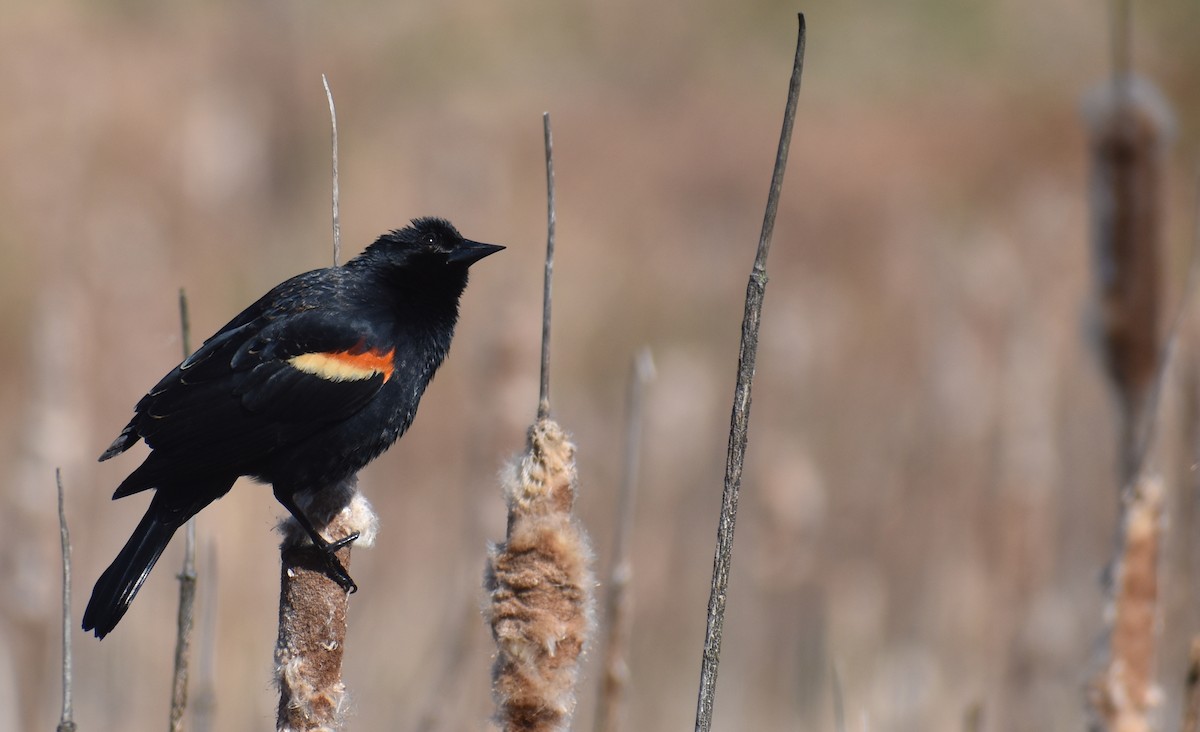 Red-winged Blackbird (Red-winged) - ML633457248