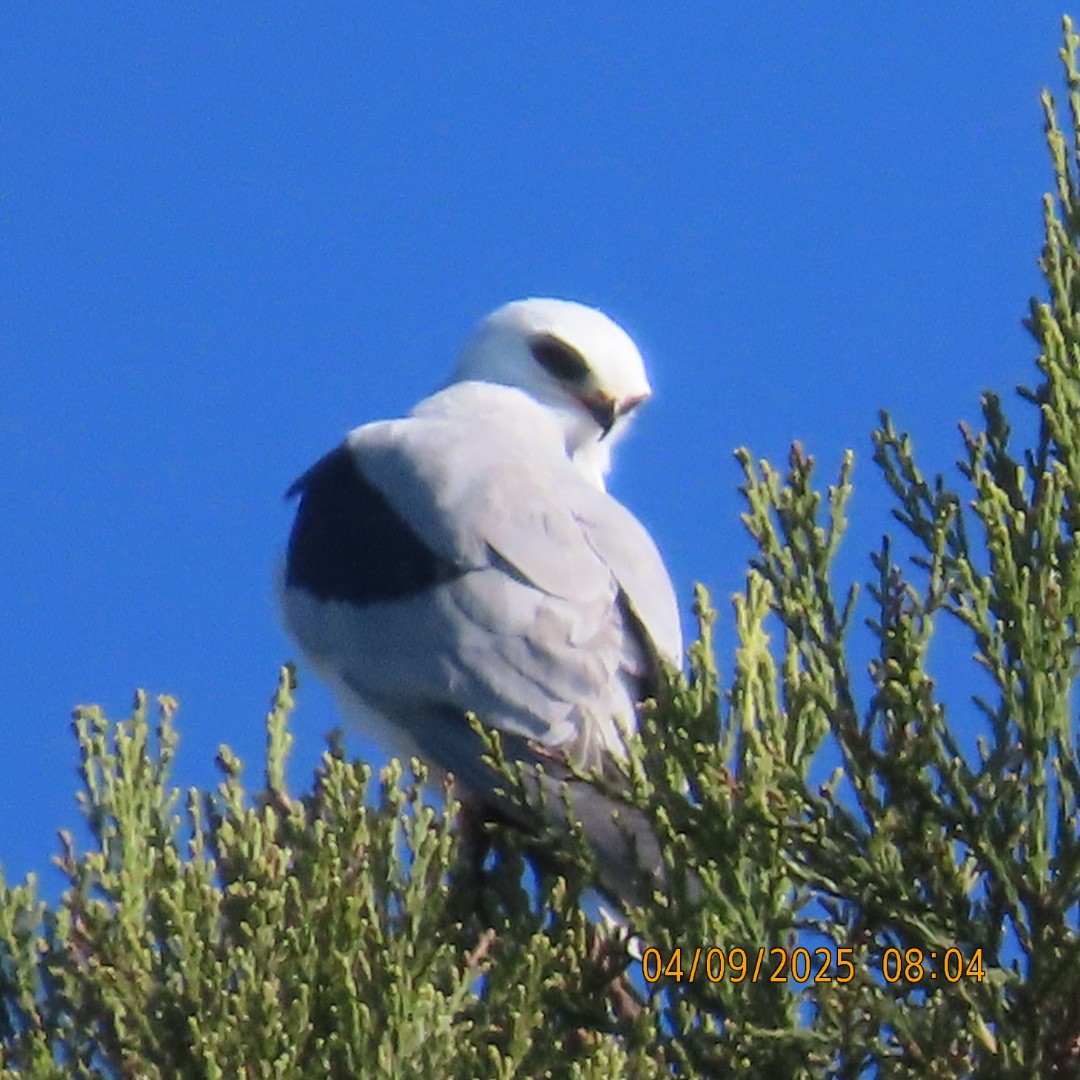White-tailed Kite - ML633457440