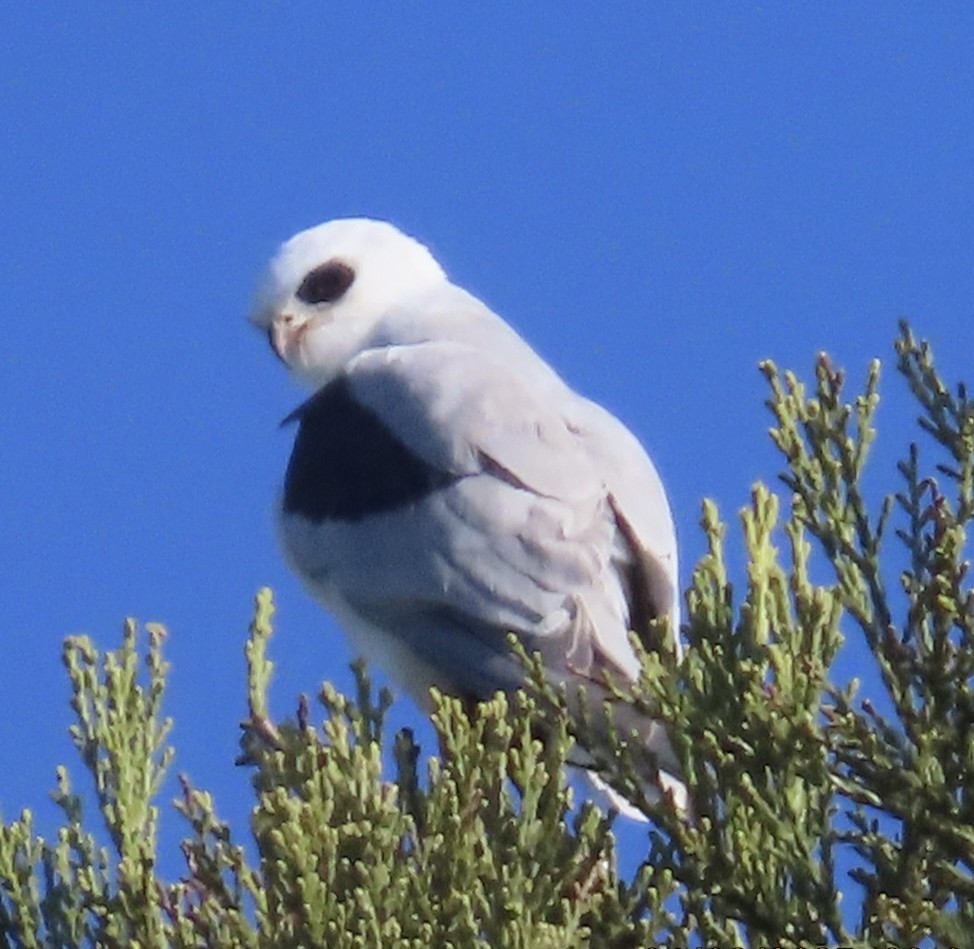 White-tailed Kite - ML633457443