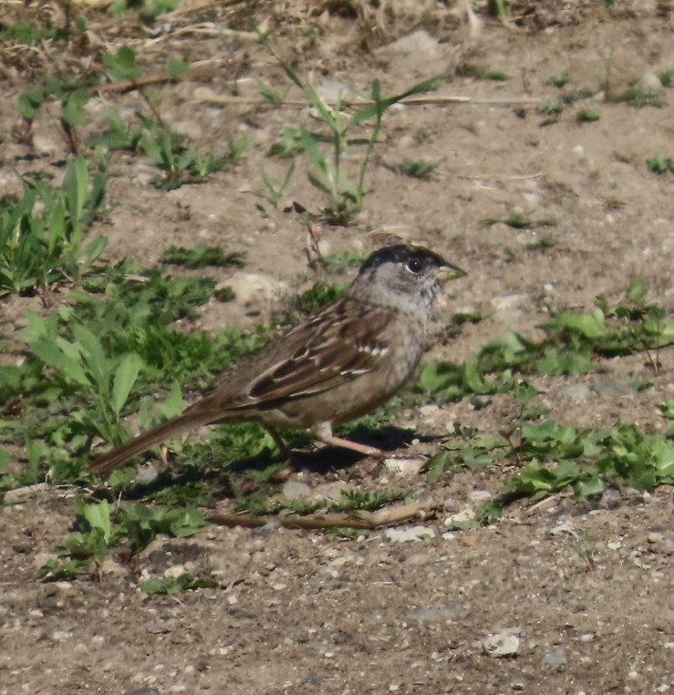 Golden-crowned Sparrow - ML633457458