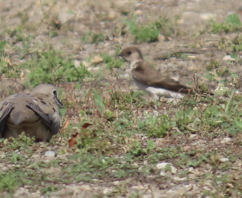 Northern Rough-winged Swallow - ML633457475