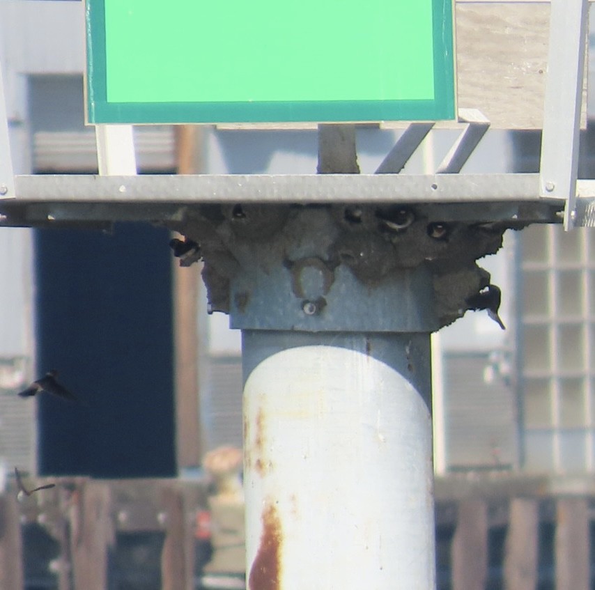 Cliff Swallow - ML633457542