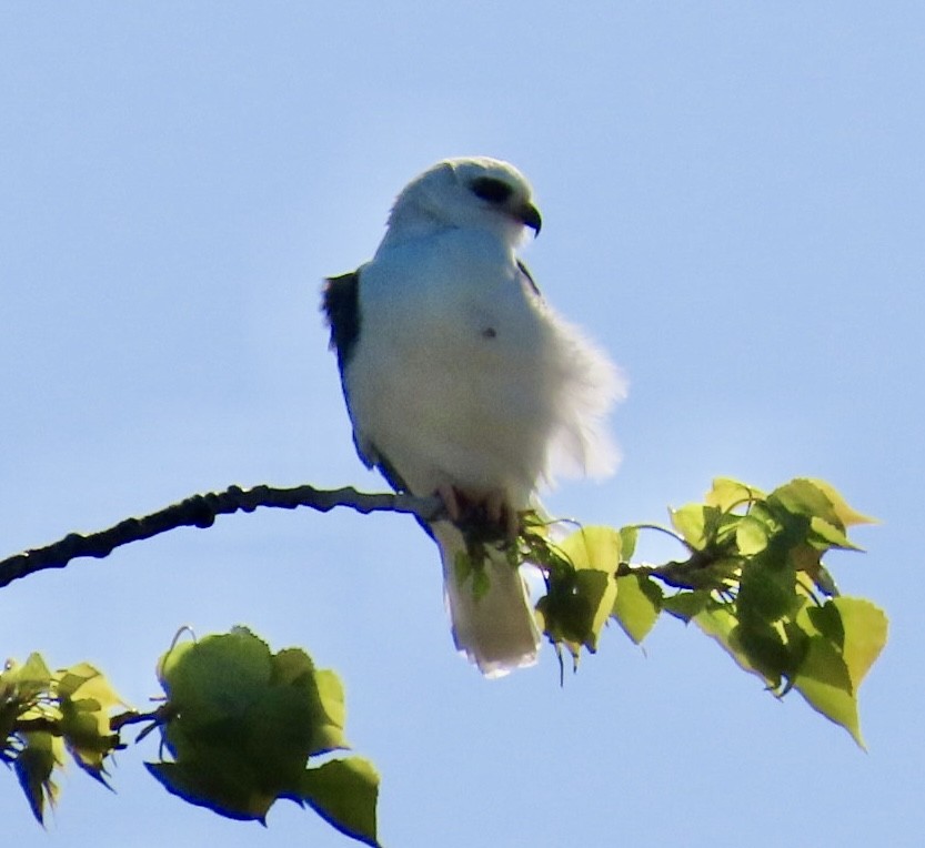 White-tailed Kite - ML633457552