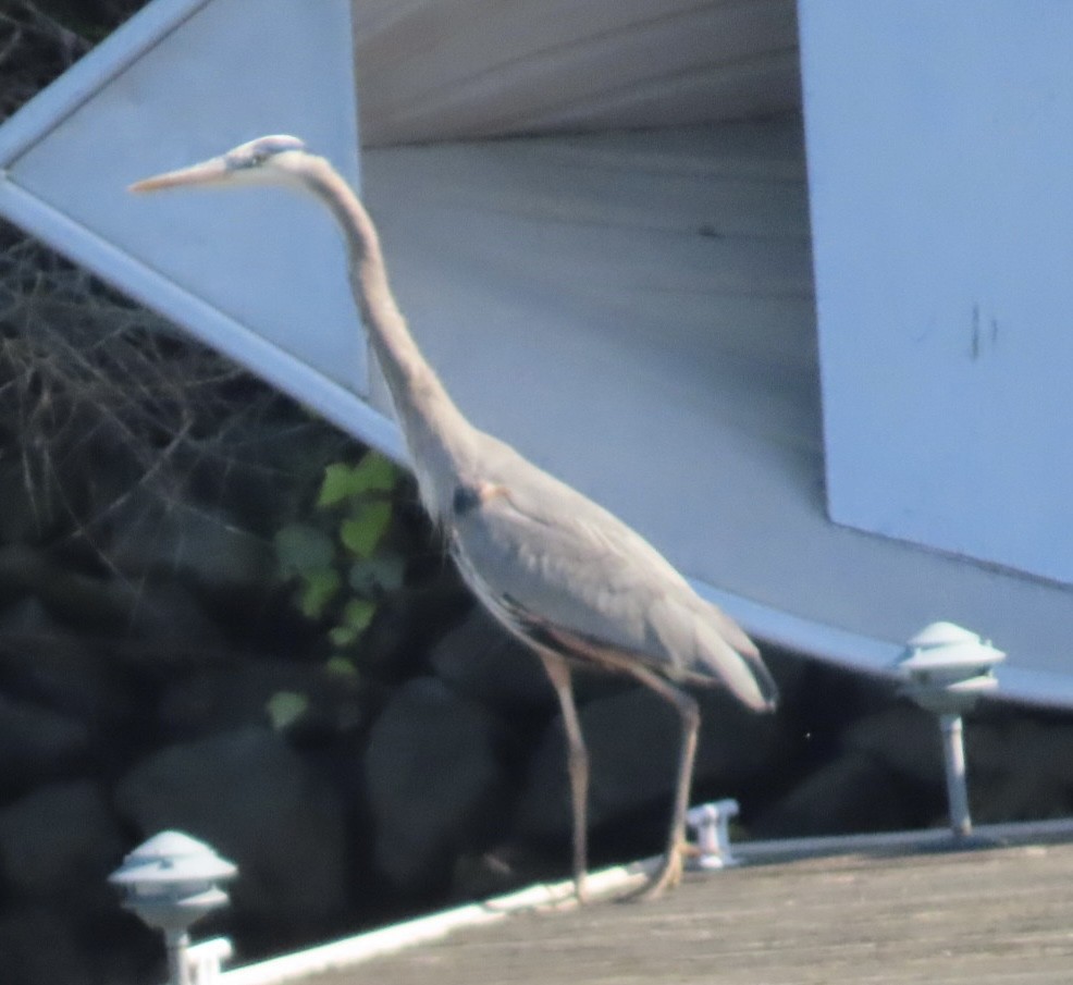 Great Blue Heron - ML633457563