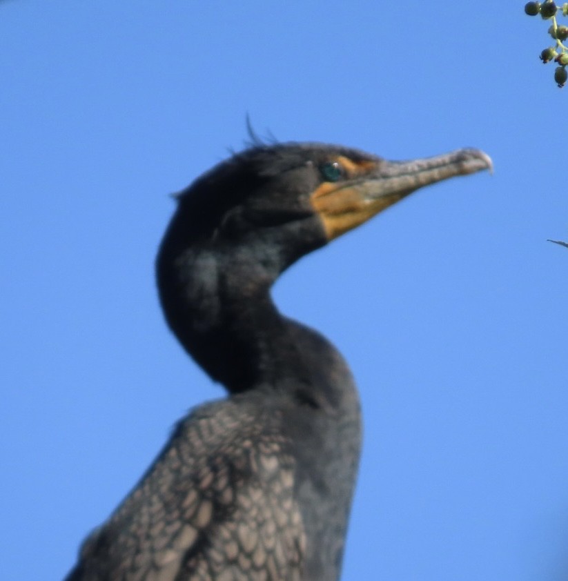 Double-crested Cormorant - ML633457571