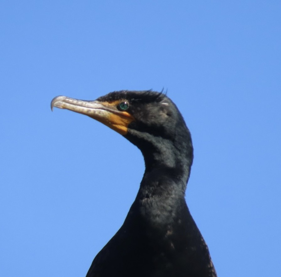 Double-crested Cormorant - ML633457574