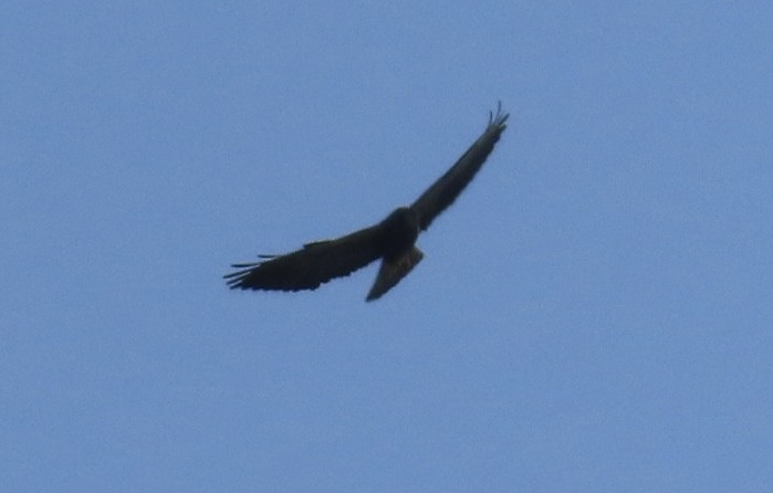Swainson's Hawk - ML633457581