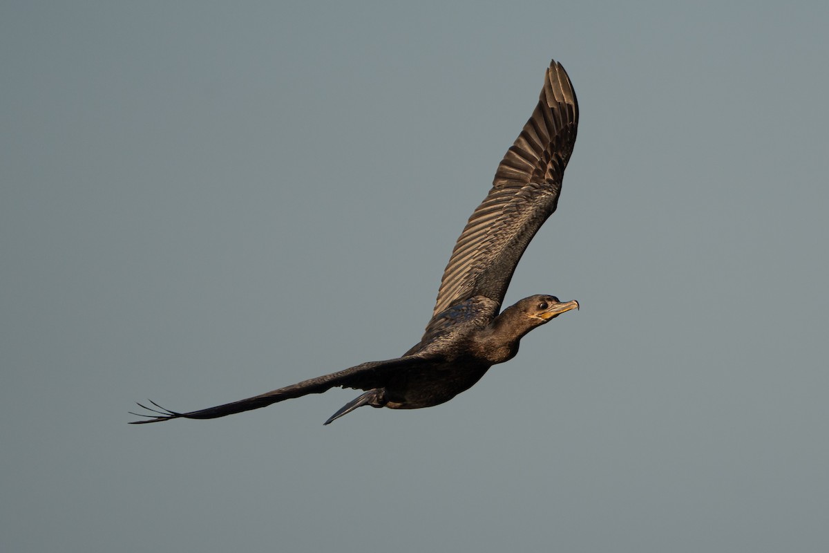 Neotropic Cormorant - ML633457984
