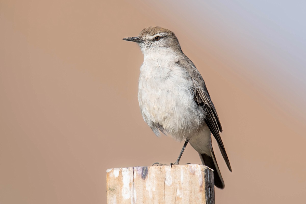 White-browed Ground-Tyrant - ML633458269