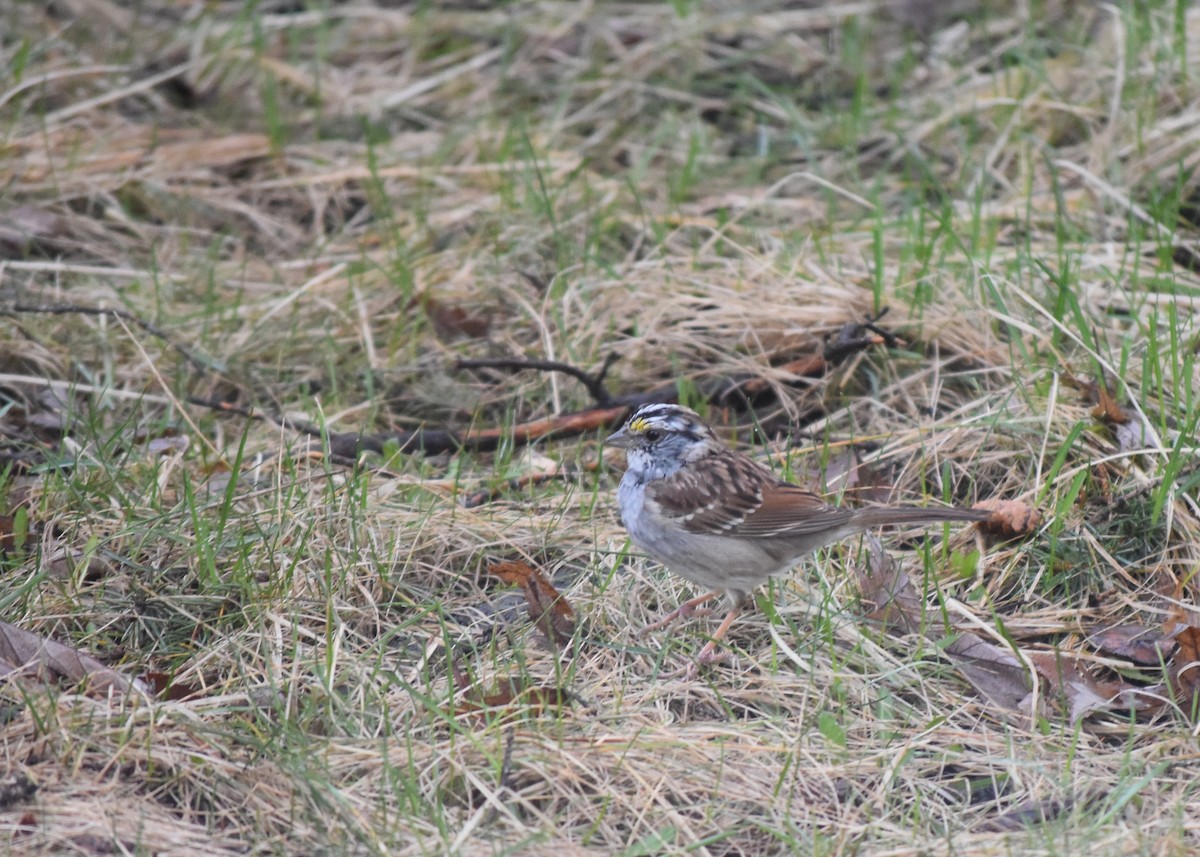 White-throated Sparrow - Shannon Donaldson