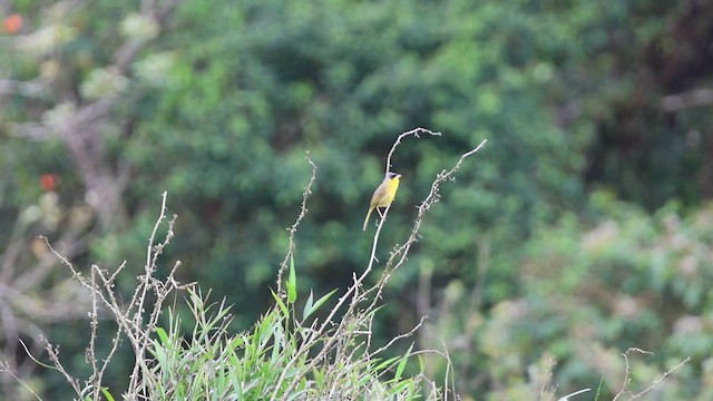 Paruline à calotte grise - ML633458416