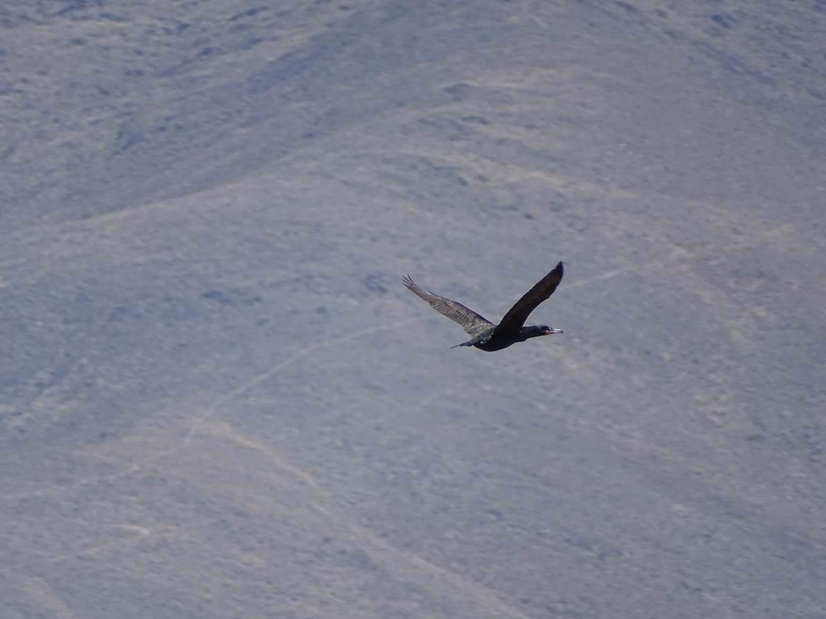 Double-crested Cormorant - ML633458431