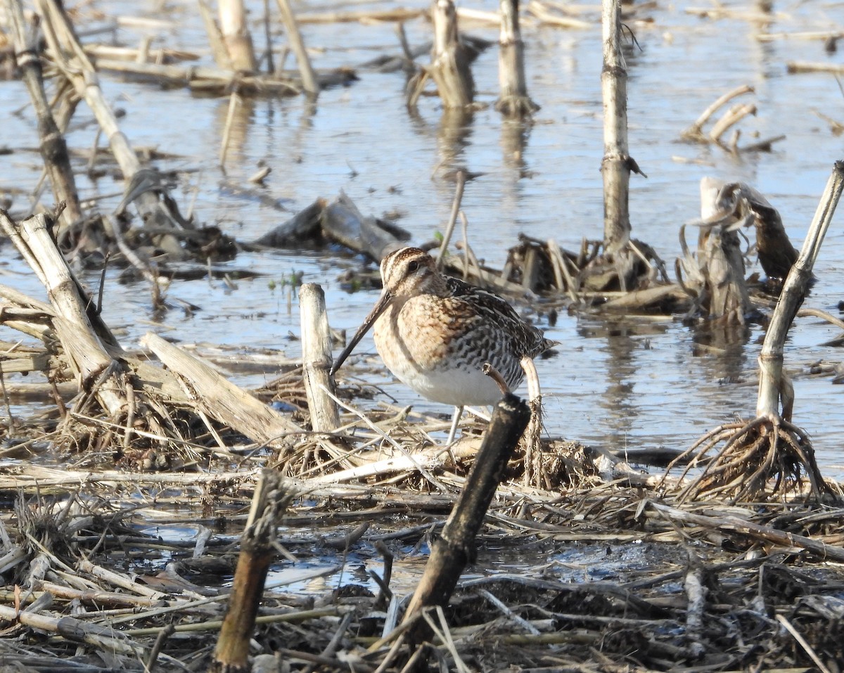 Wilson's Snipe - ML633458732