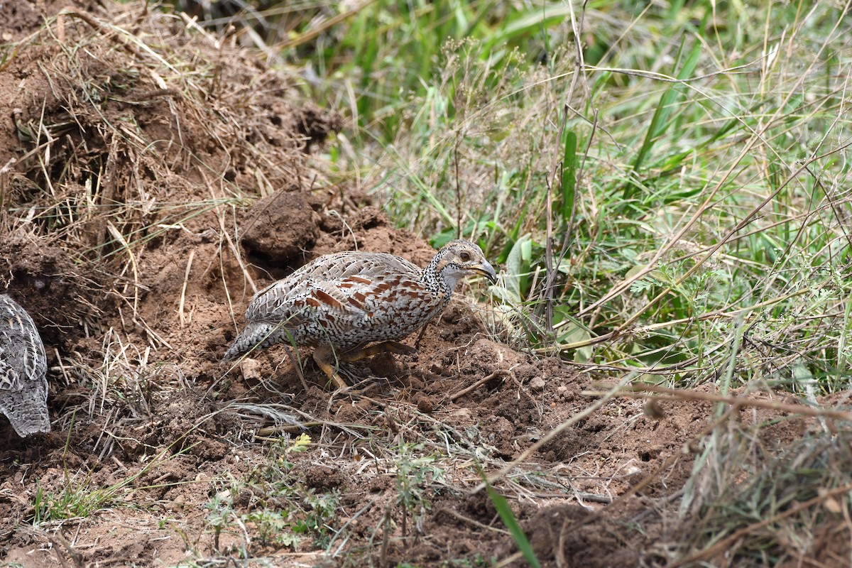 Shelley's Francolin - ML633458758