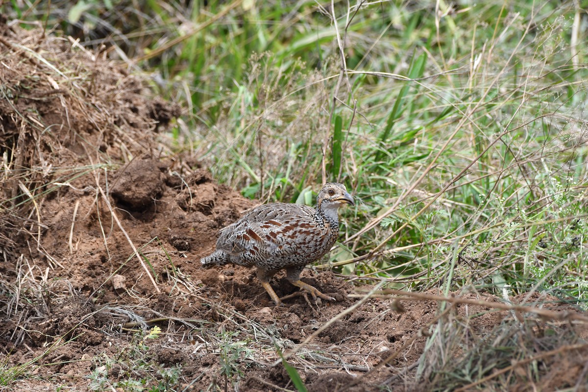 Shelley's Francolin - ML633458759