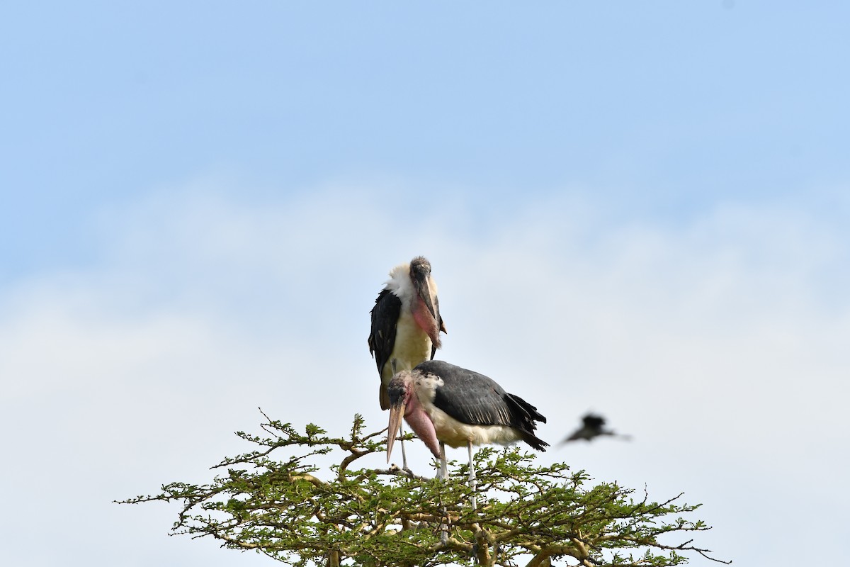 Marabou Stork - Eli Gross