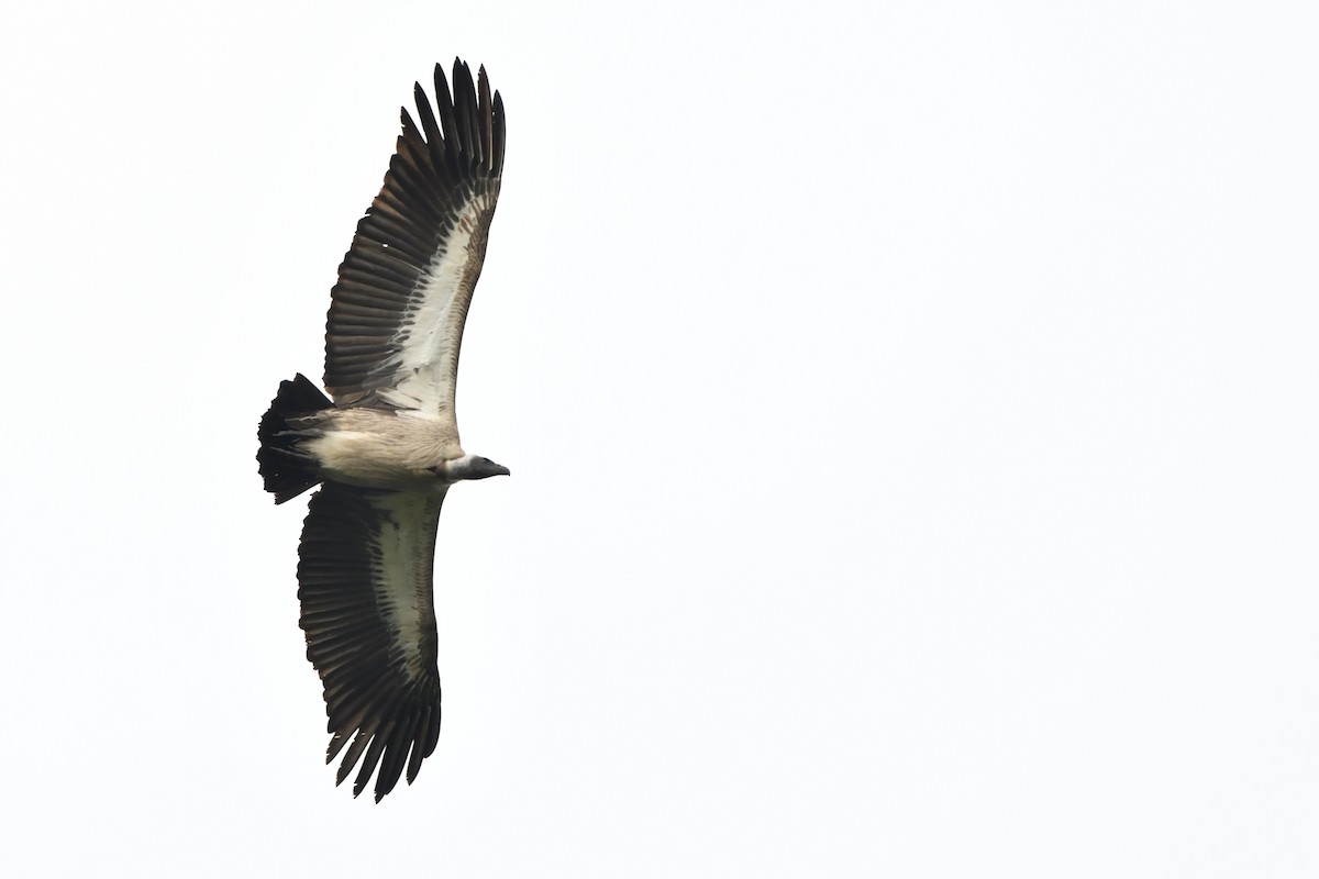 White-backed Vulture - Eli Gross