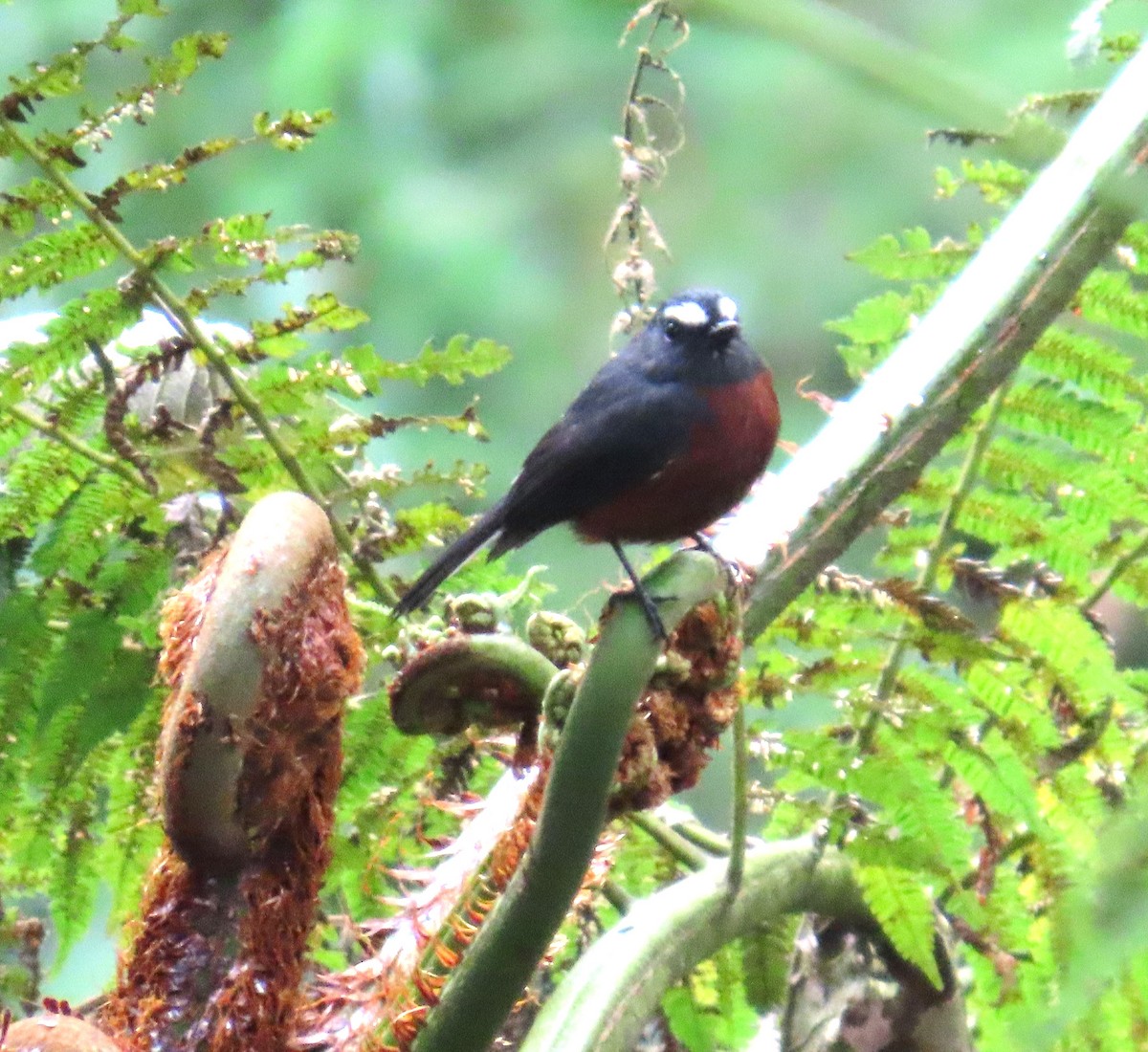 Chestnut-bellied Chat-Tyrant - ML633459034