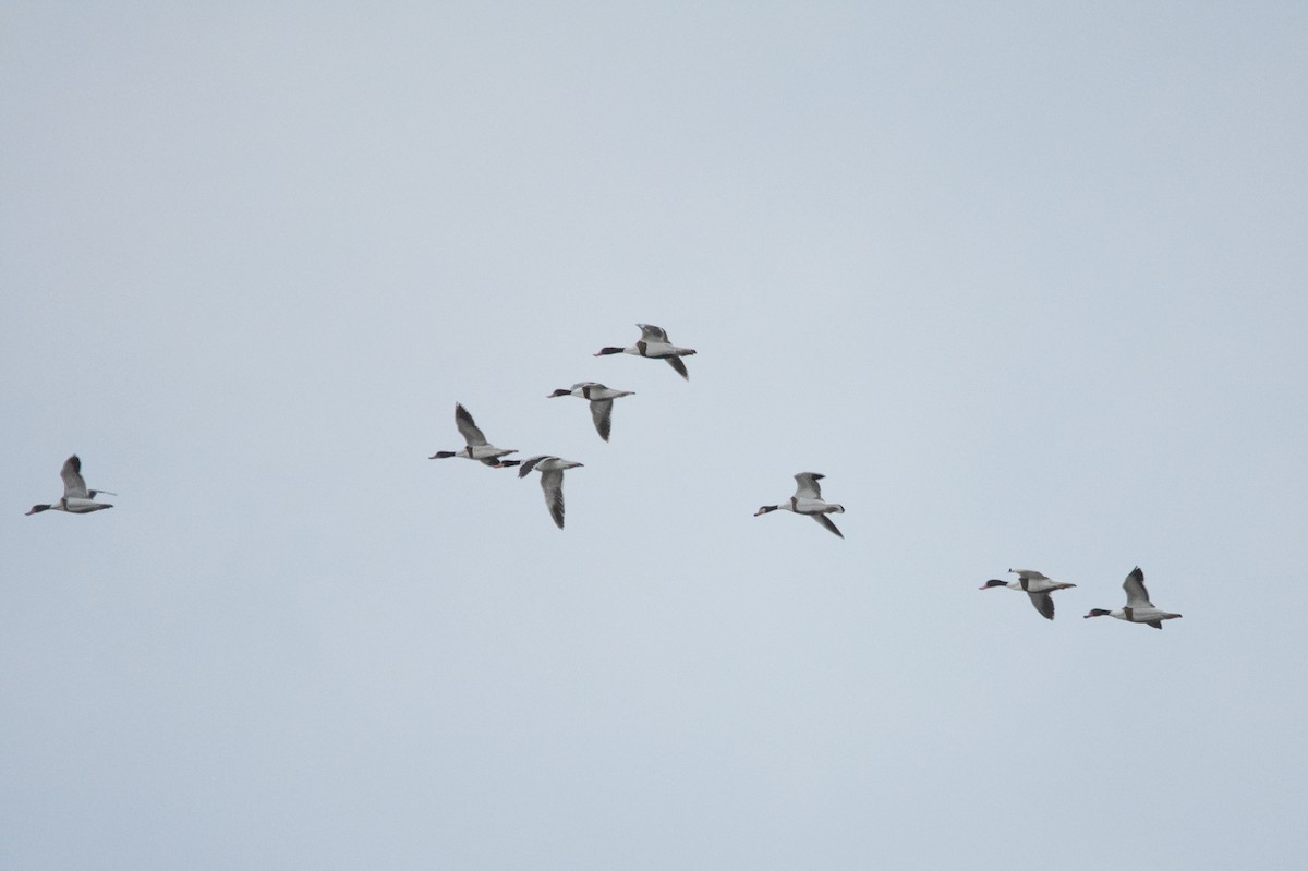Common Shelduck - ML633459045