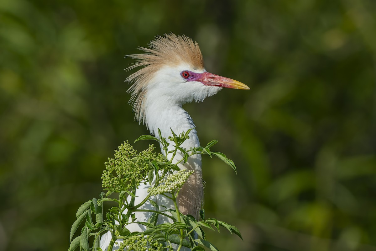 Western Cattle-Egret - ML633459067