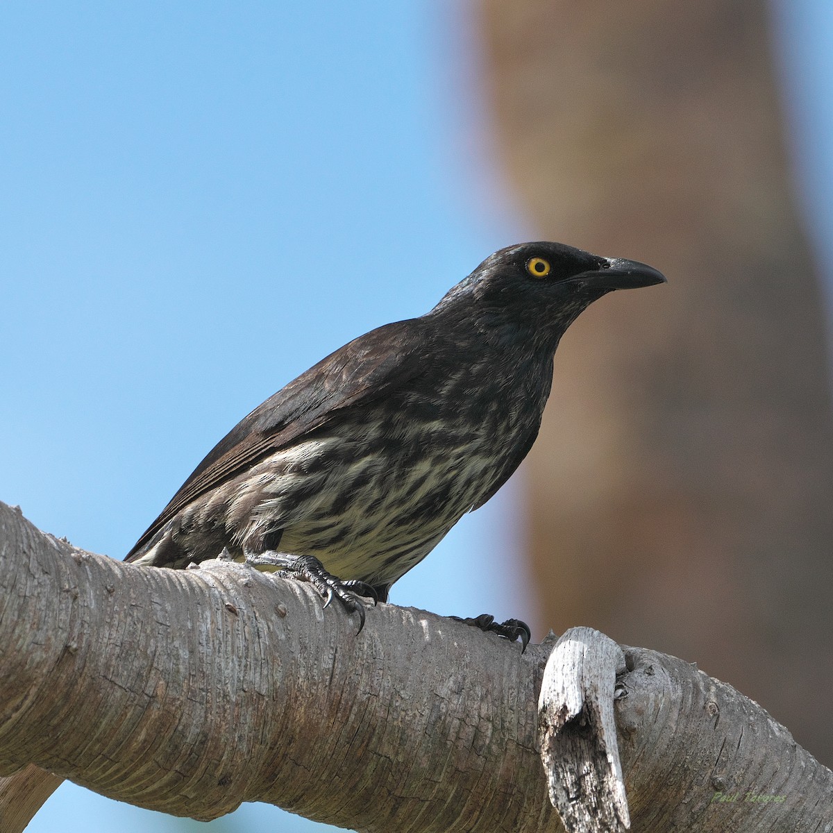 Micronesian Starling - ML633459098
