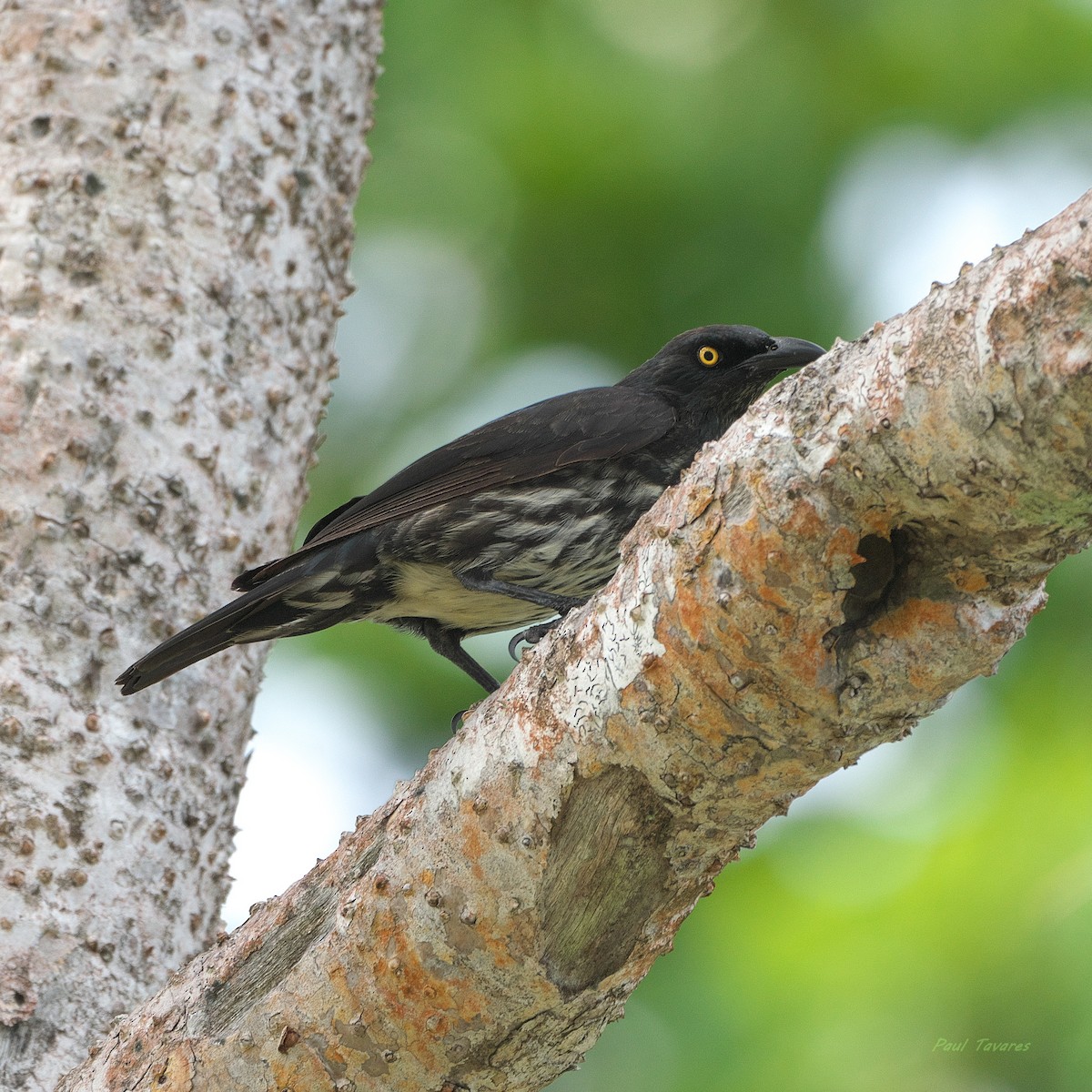 Micronesian Starling - ML633459099