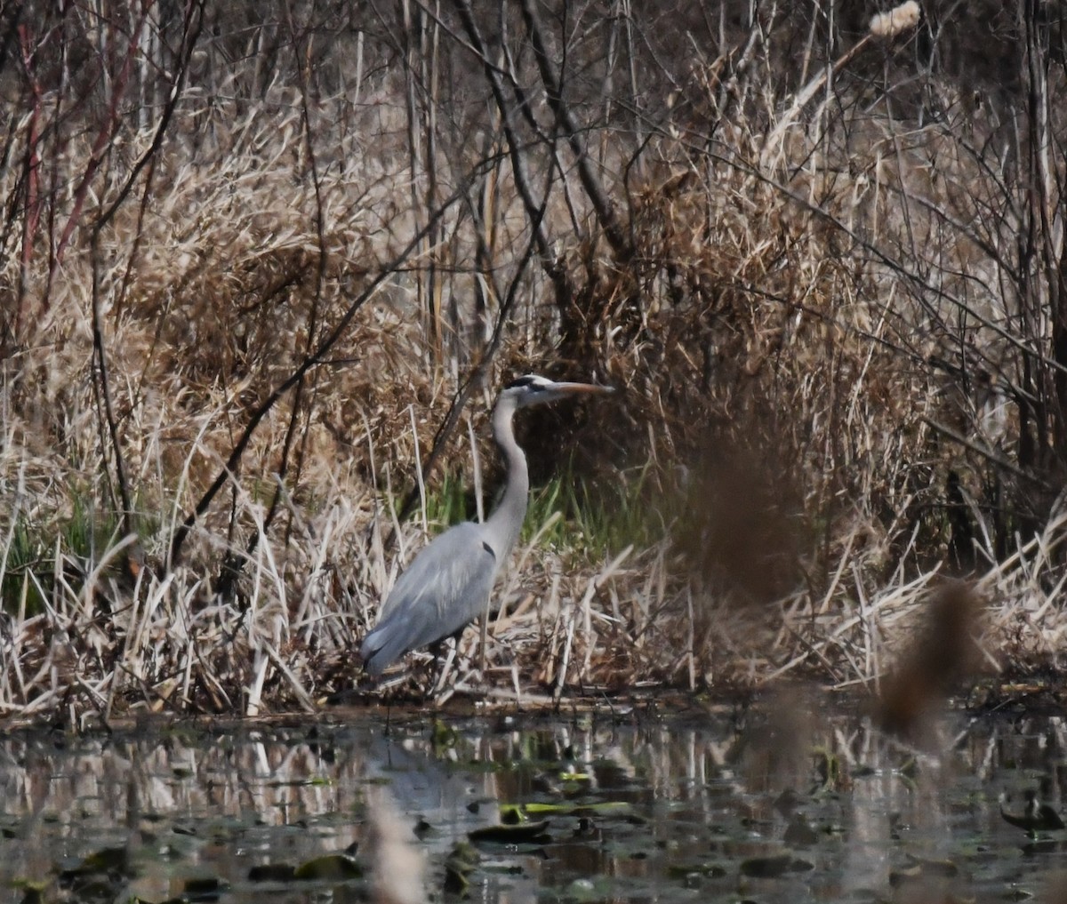 Great Blue Heron - ML633459218