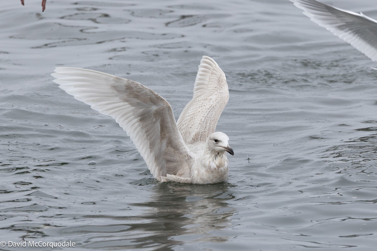Iceland Gull (kumlieni) - ML633459222