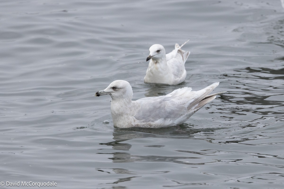 Iceland Gull (kumlieni) - ML633459231