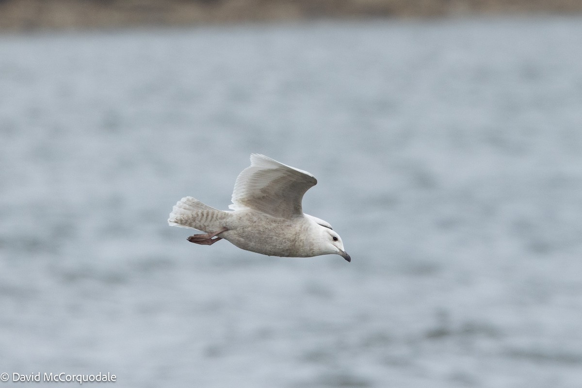Iceland Gull (kumlieni) - ML633459236
