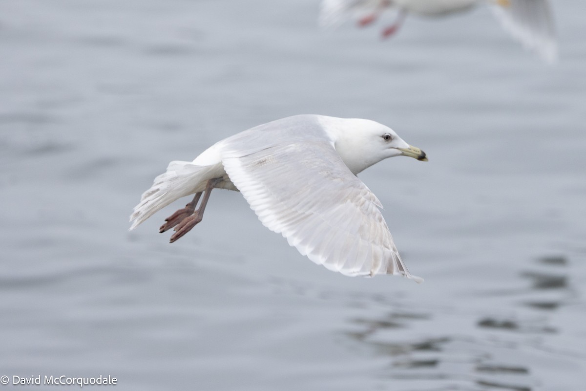 Iceland Gull (kumlieni) - ML633459249