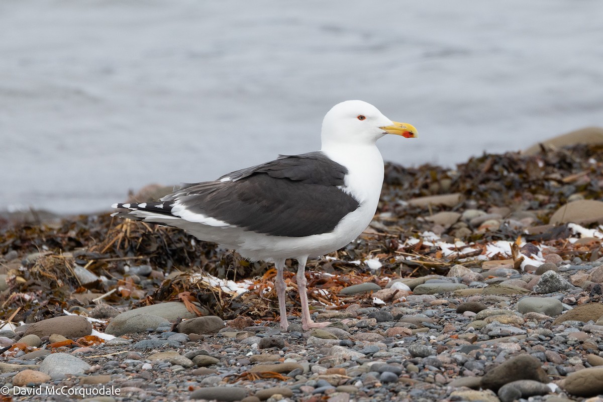 Great Black-backed Gull - ML633459251