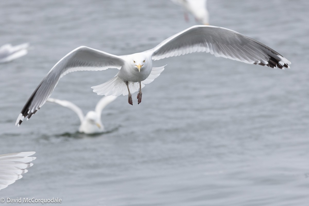 American Herring Gull - ML633459261