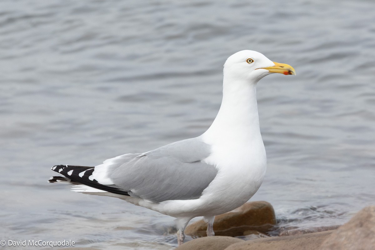 American Herring Gull - ML633459262