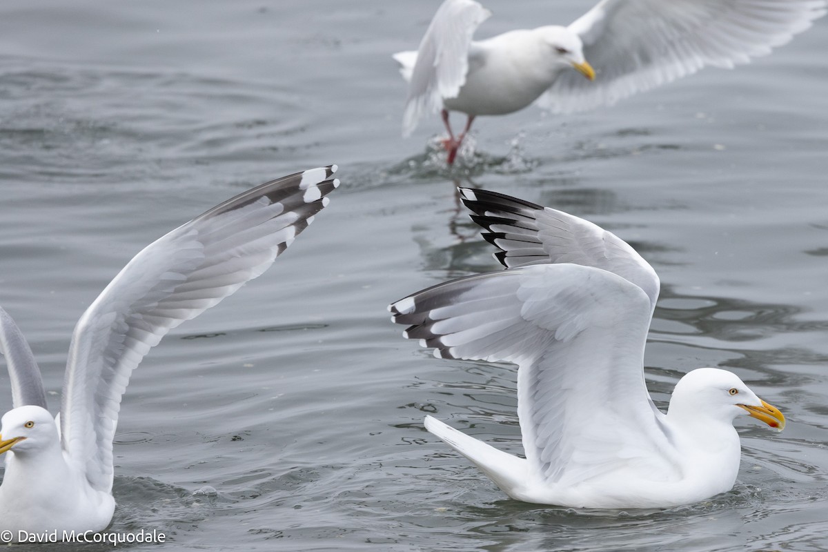 American Herring Gull - ML633459270