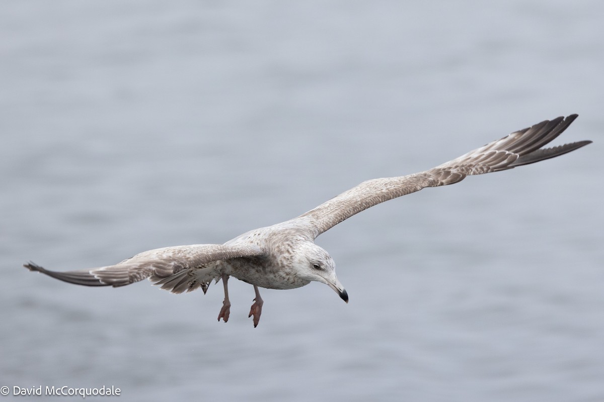 American Herring Gull - ML633459282