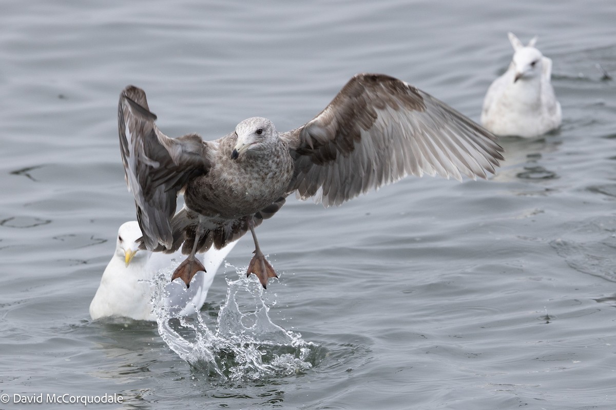 American Herring Gull - ML633459284