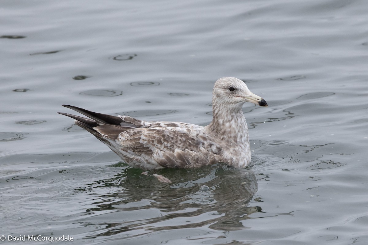 American Herring Gull - ML633459285