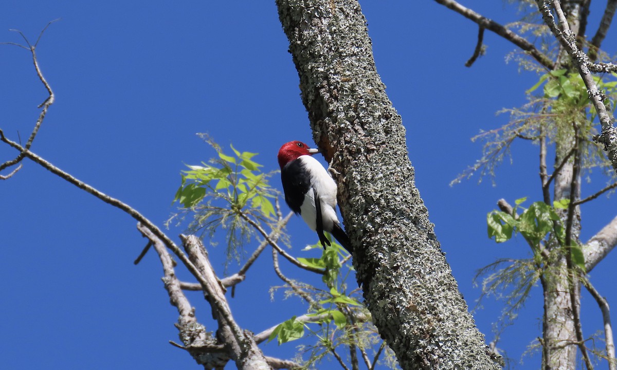 Red-headed Woodpecker - ML633459448