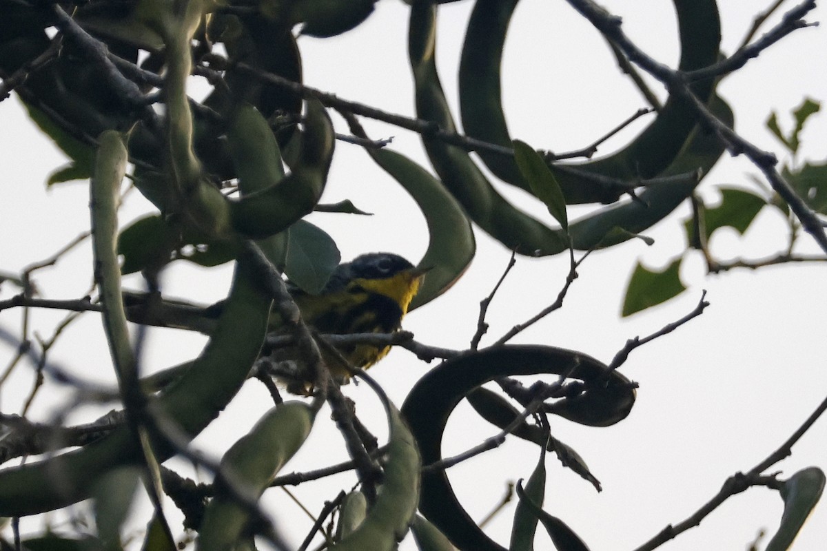 Magnolia Warbler - Larry Therrien