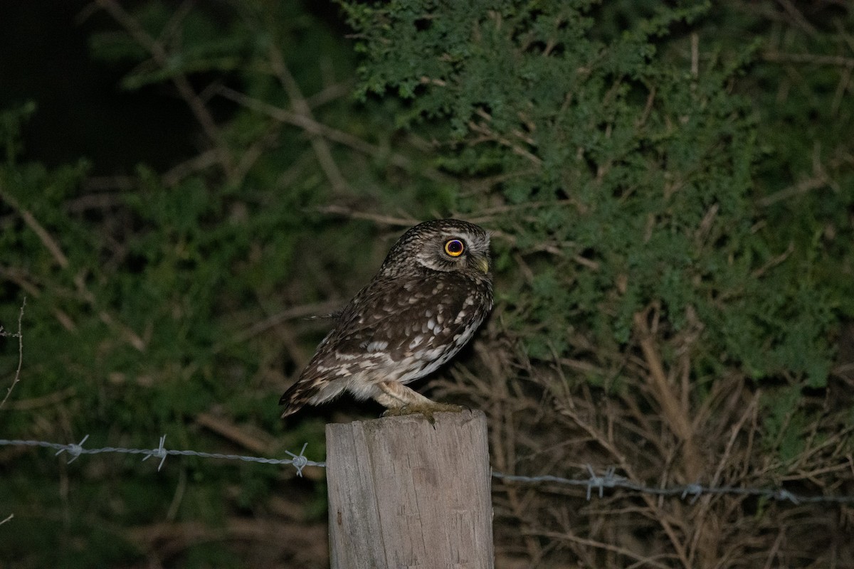 Little Owl - ML633459708