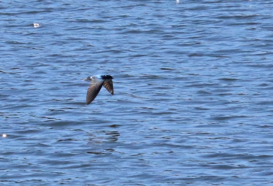 Tree Swallow - ML633459724