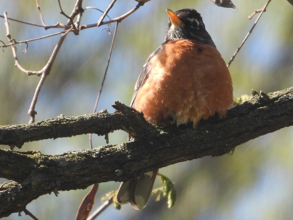 American Robin - ML633459849