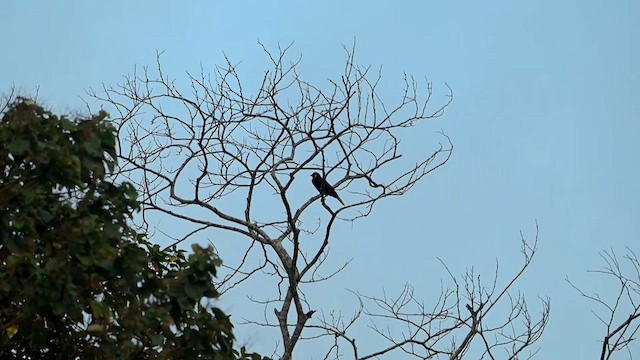 Cassique de Montezuma - ML633459857