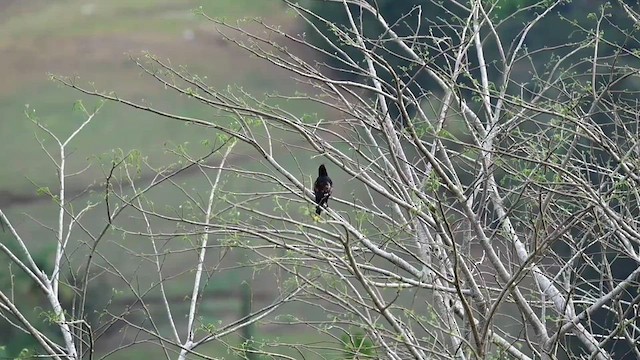 Chestnut-headed Oropendola - ML633459911